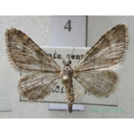 Gymnoscelis rufifasciata (Haworth, 1809) Czech4